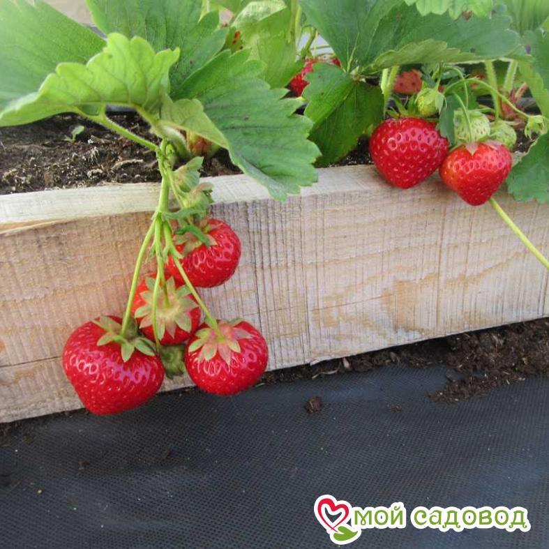 Клубника Эльсанта (ранний сорт) ЗКС