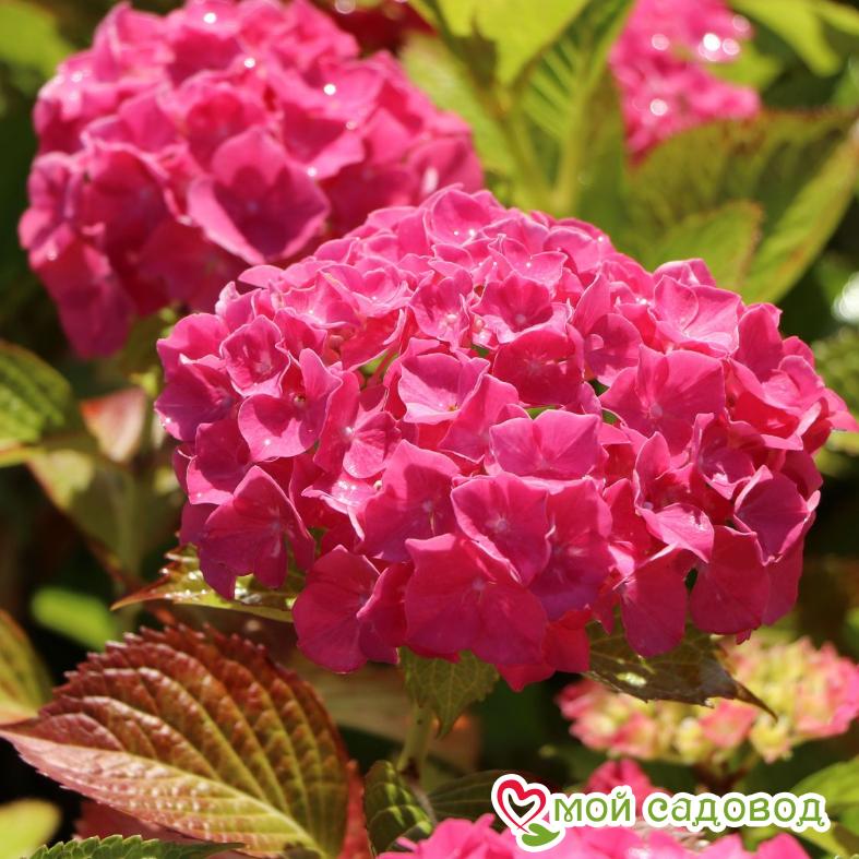 Гортензия крупнолистная Альпенглюхен ЗКС