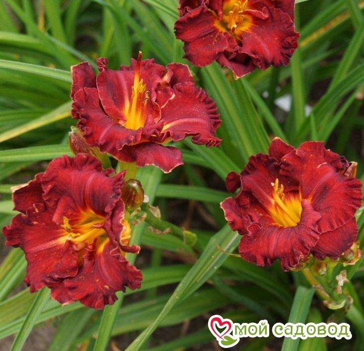 ЛИЛЕЙНИК ЛИТЛ РЕД ВАГОН