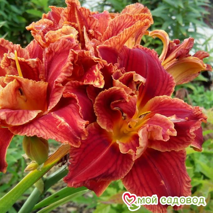 Лилейник Мозес Фаер