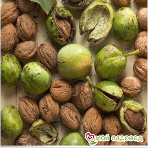 Грецкий Орех Кочерженко