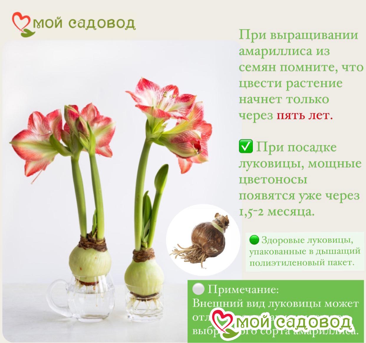 Амариллис Лемон Стар